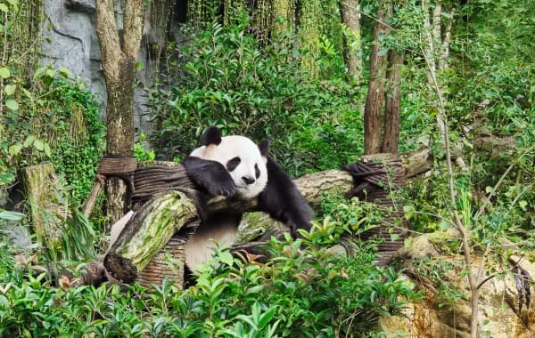 Fairy Mountain Wulong